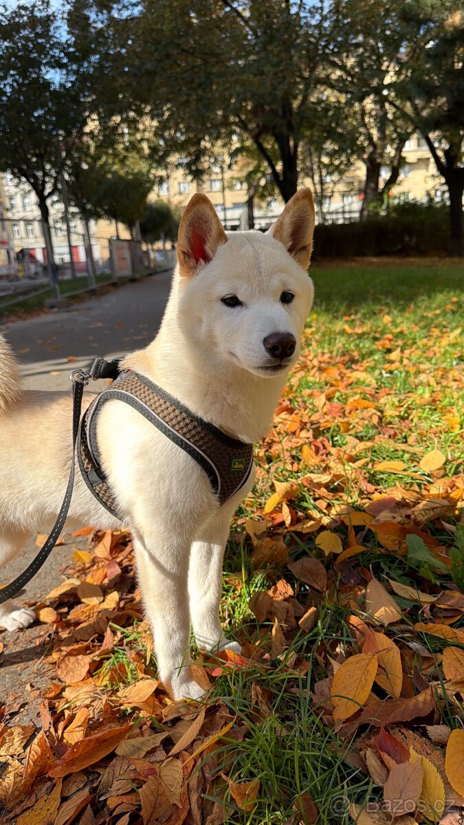 Shiba Inu – 5měsíční štěně hledá milující domov ❤️