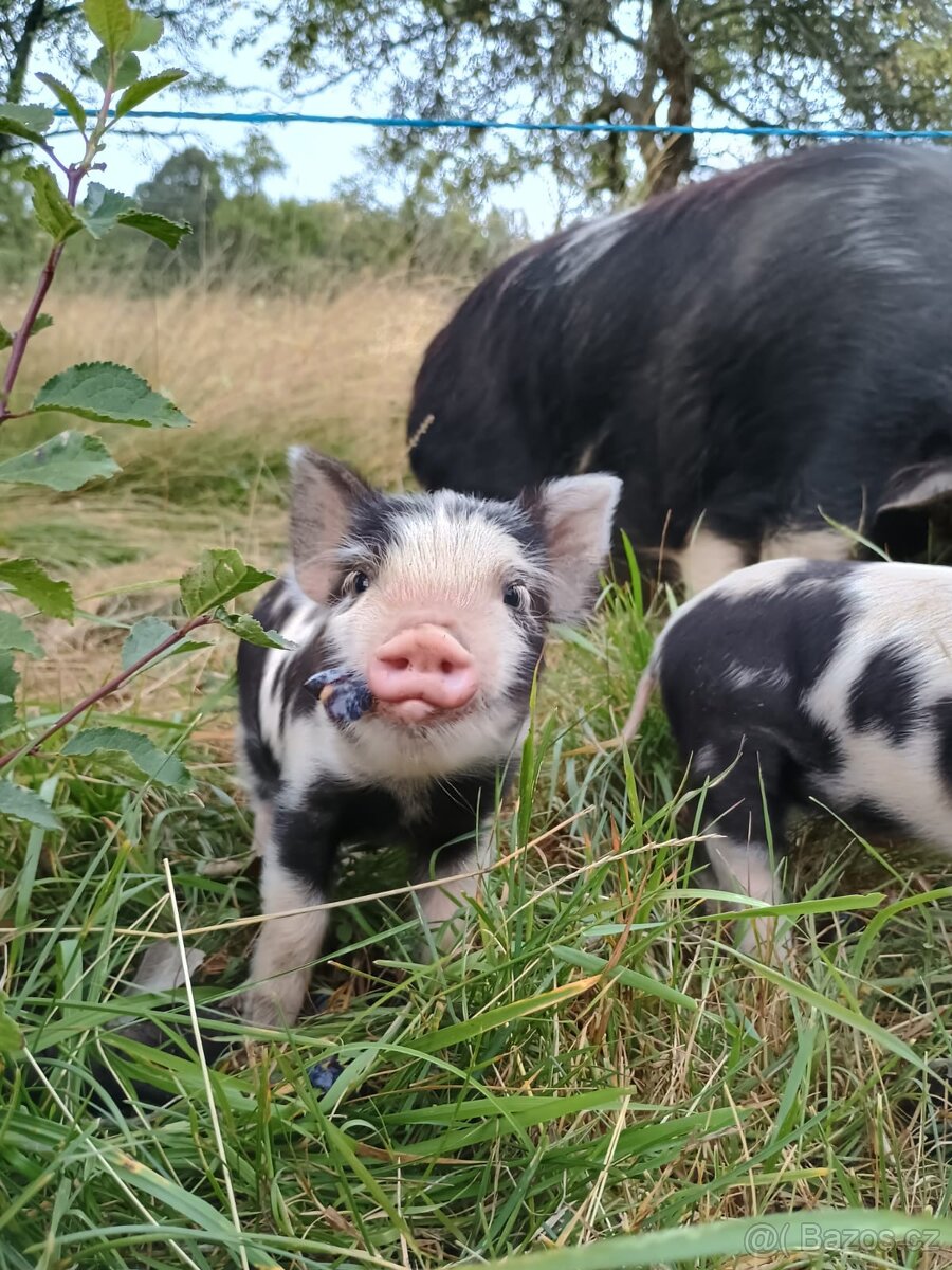 Kune kune