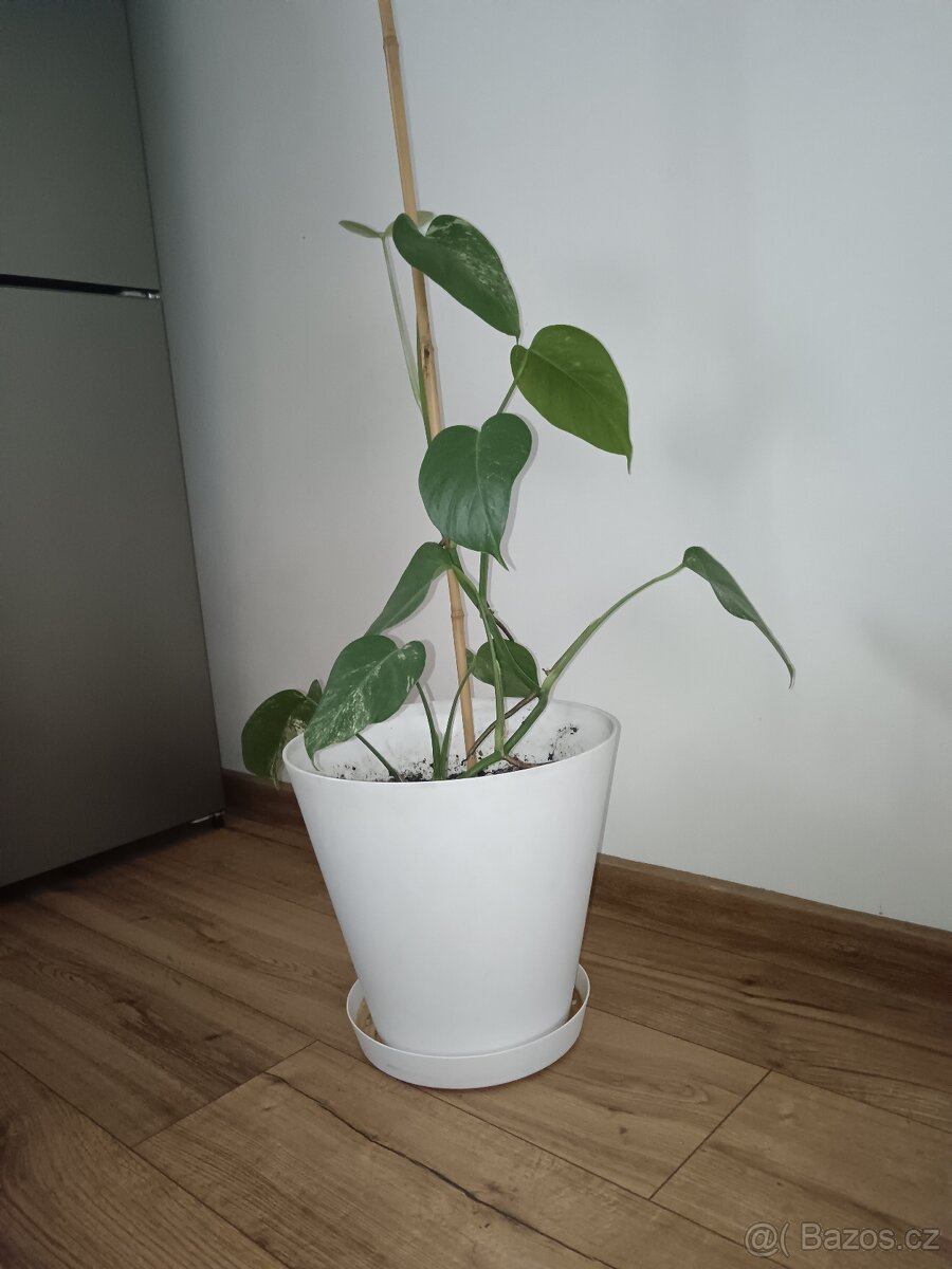 Monstera
