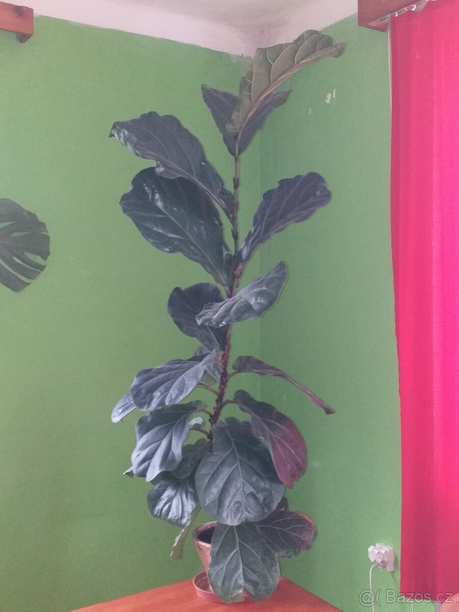 Ficus lyrata