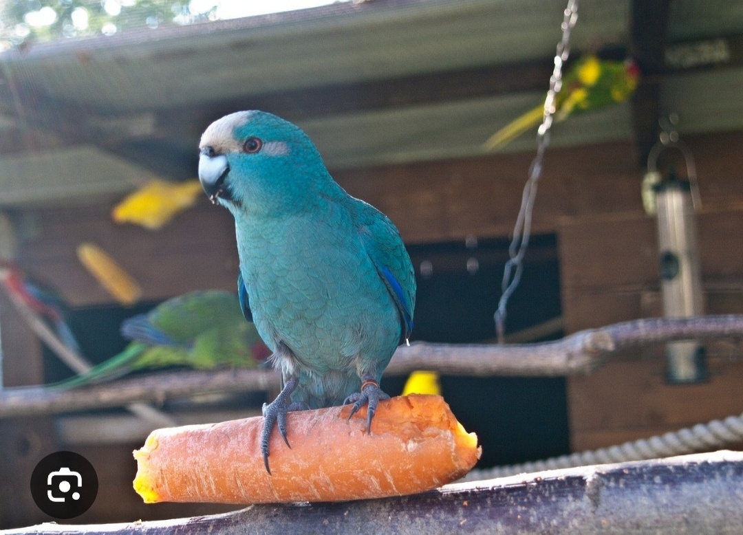Papoušci