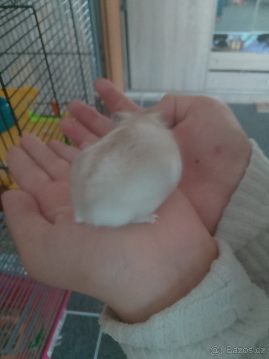 Křečci