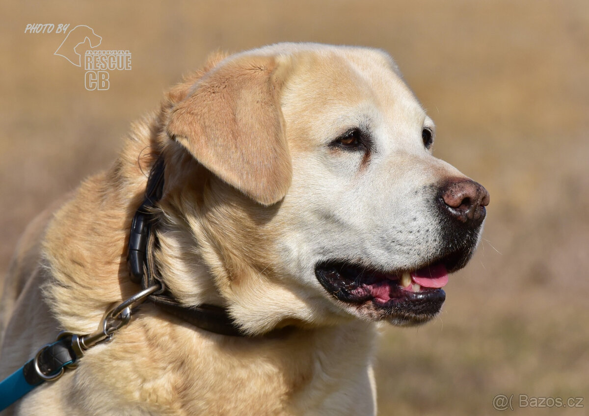 Darujeme opuštěného labradora