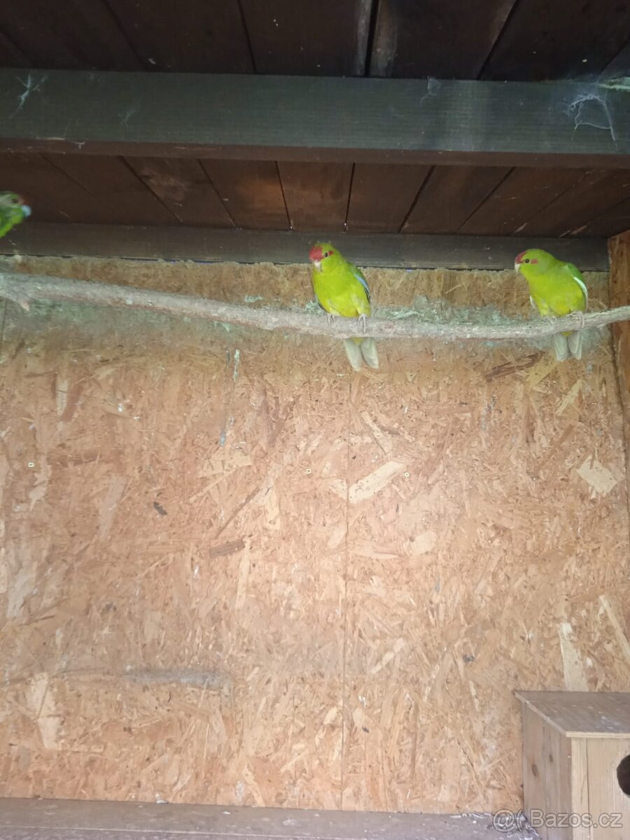 Kakariky