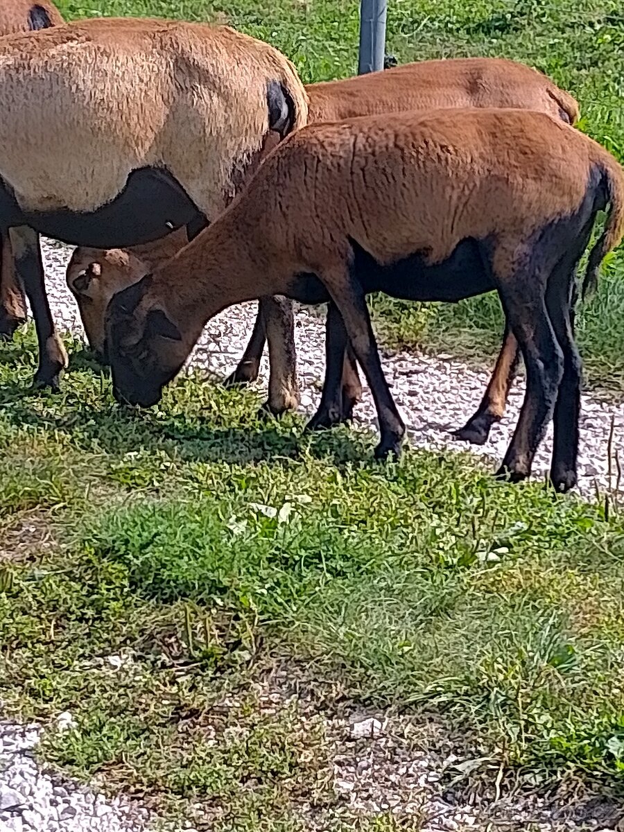 Kamerunská ovce