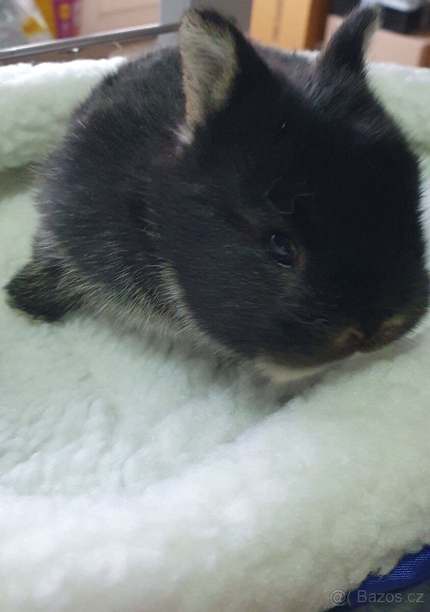 Králíček lvíček nyní k odběru