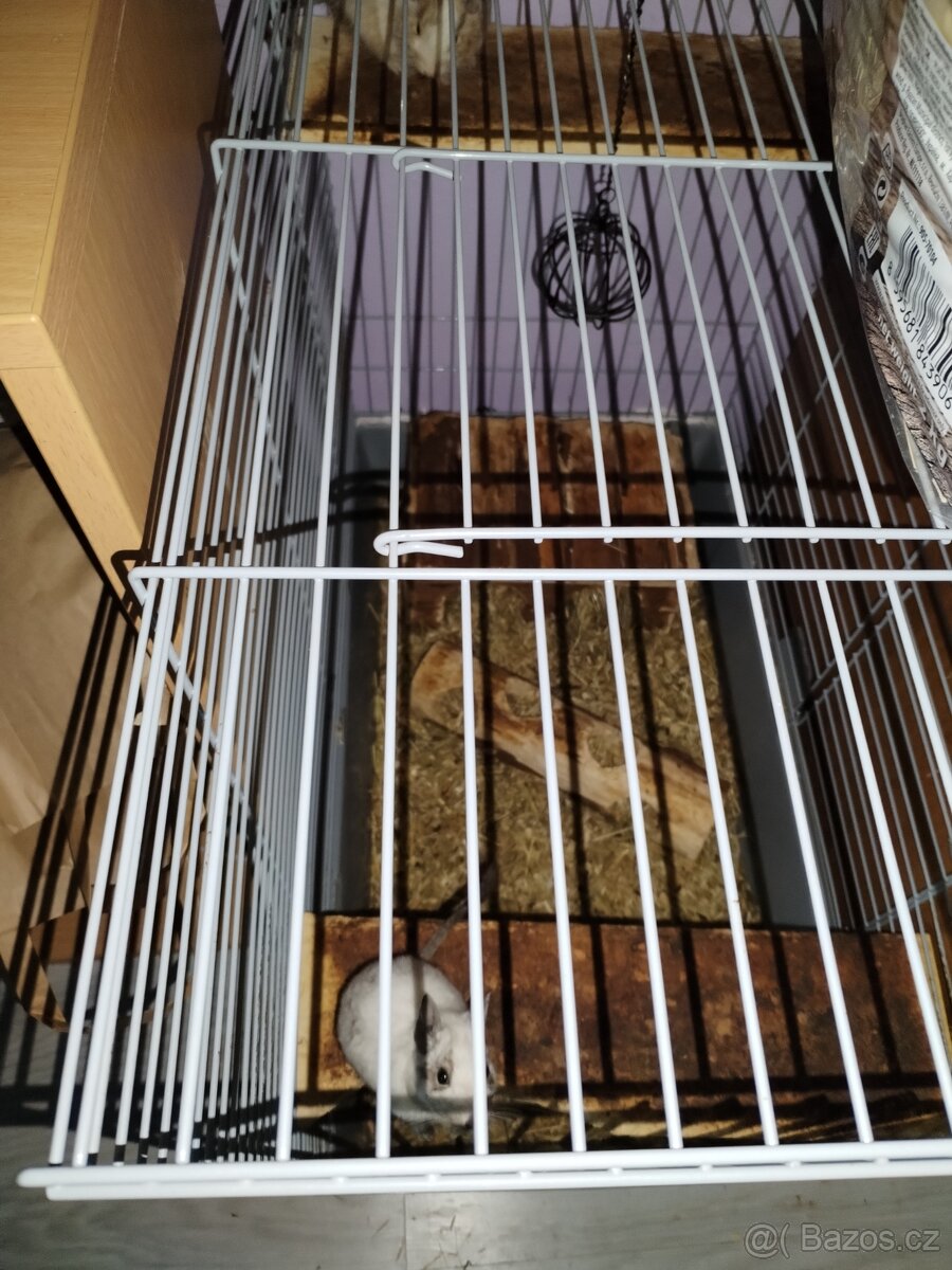 Osmák degu