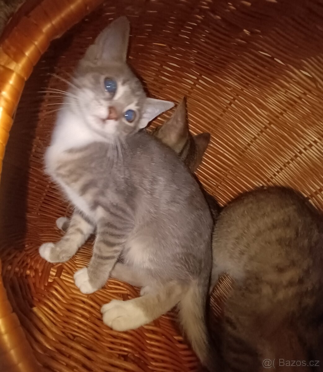 Kočka domácí-koťata