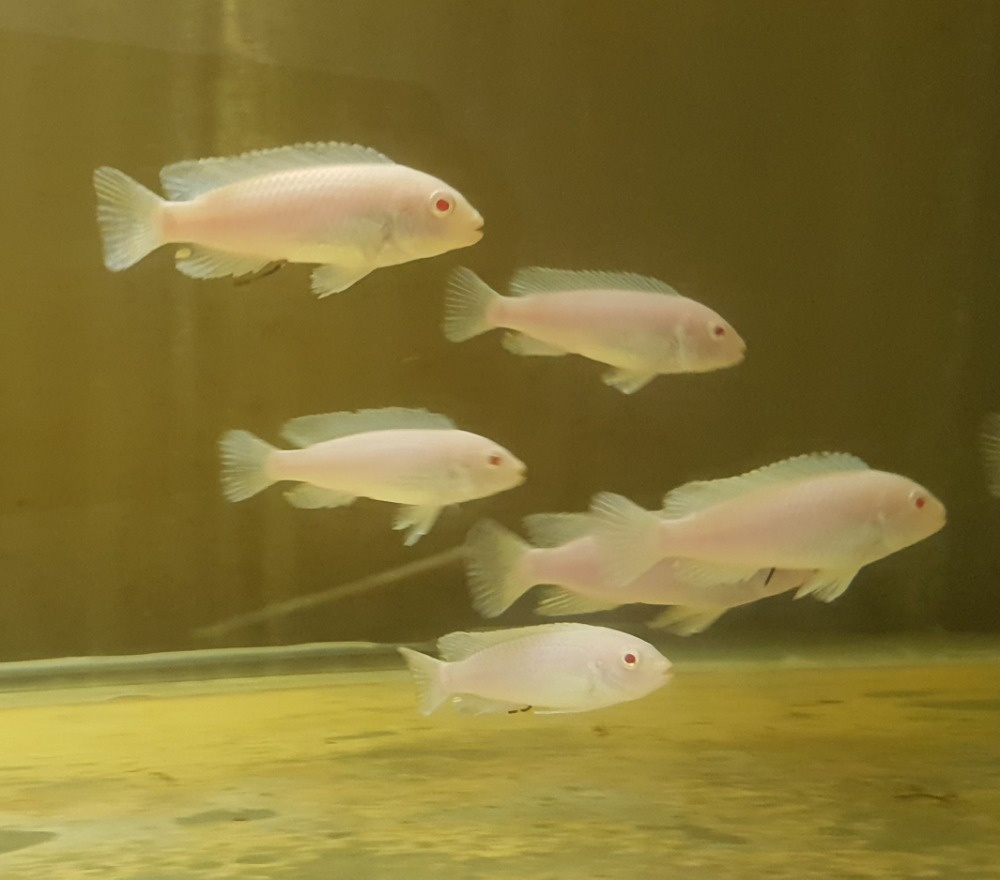 Prodám tlamovce z jezera Malawi