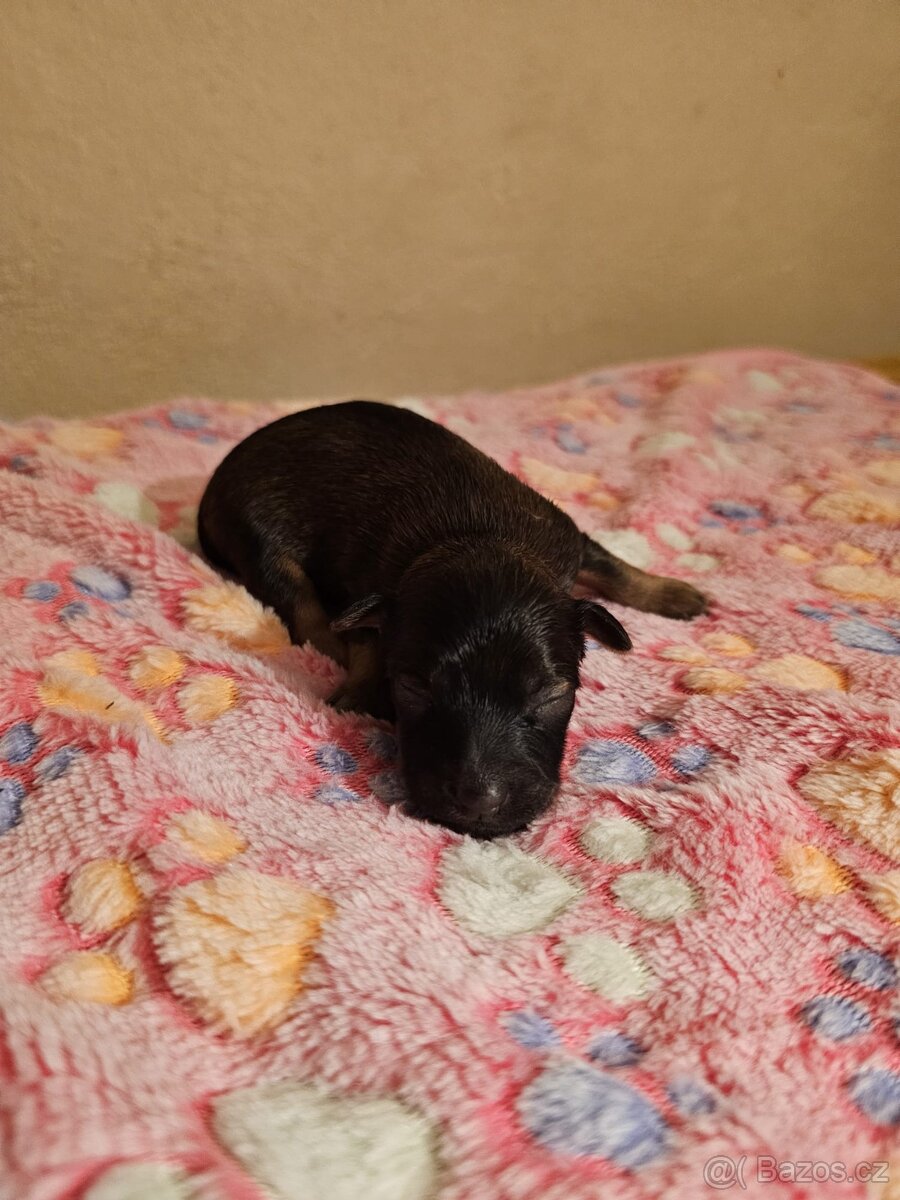 Ruský toy s PP (FCI)