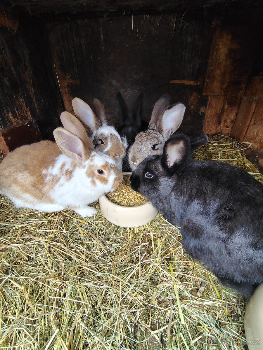 Králíci - samice