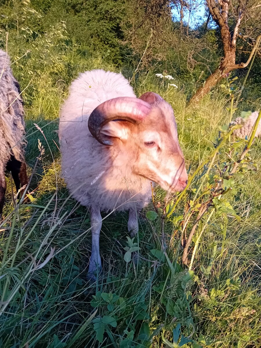 Letošní x ouessantsky beran