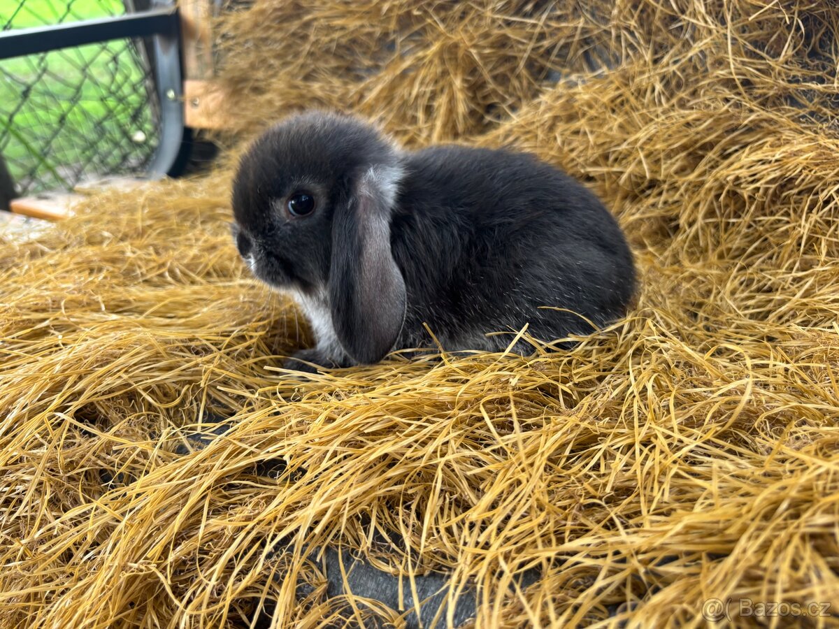 Mini lop mláďata k rezervaci