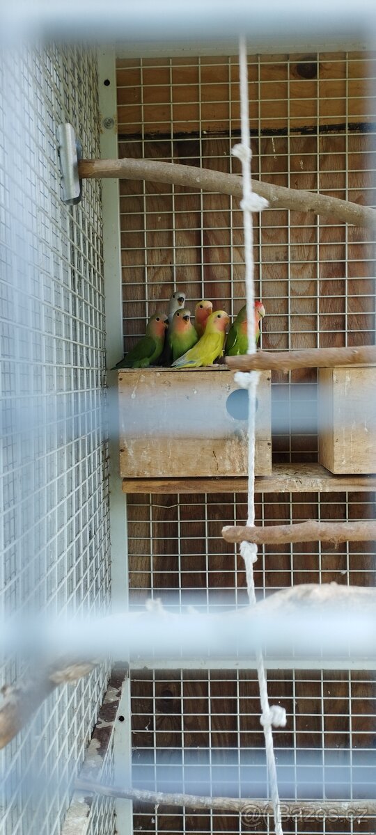 Agapornis