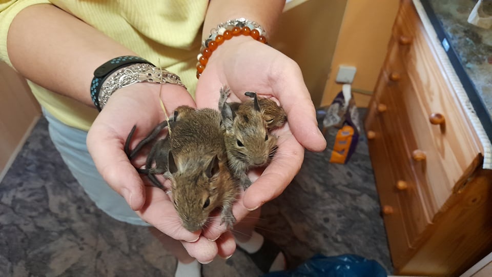 Osmak degu miminka kluci a holky