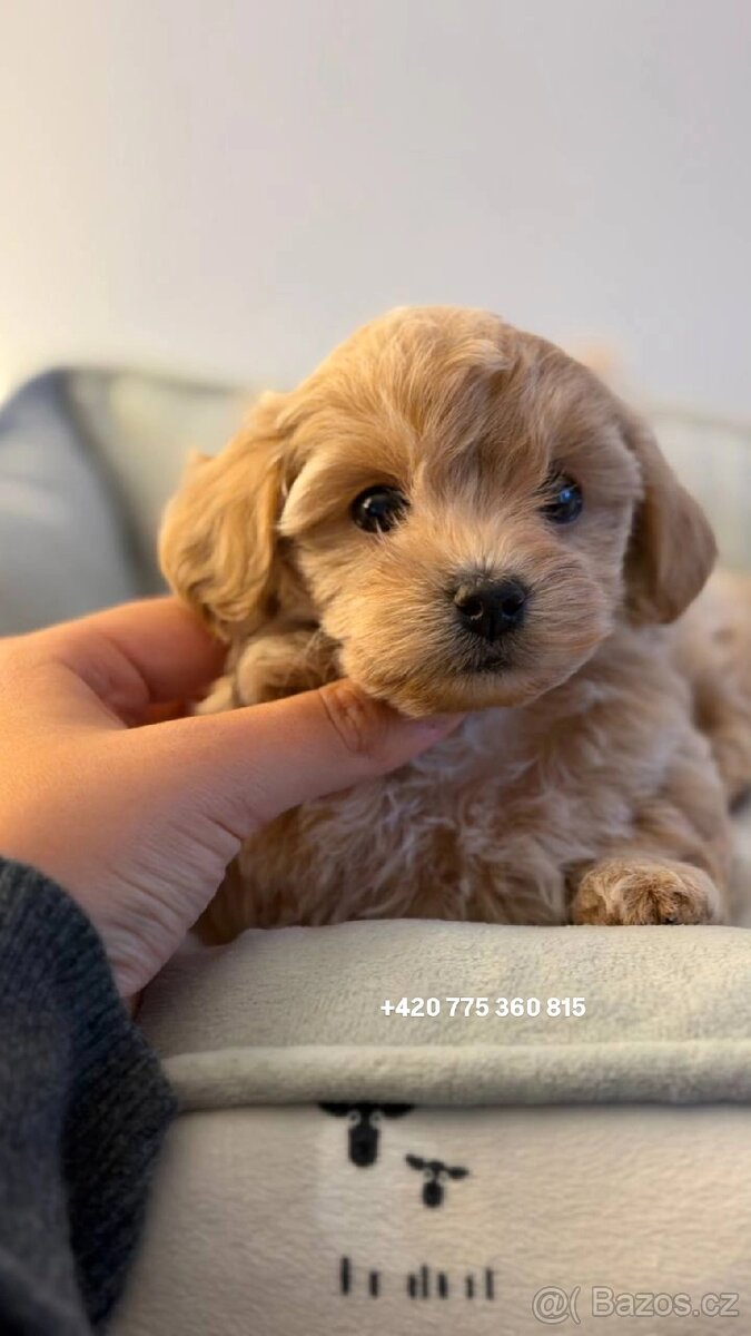 Holčička Maltipoo Standard