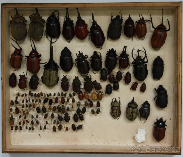 Odkoupím sbírku hmyzu, brouků