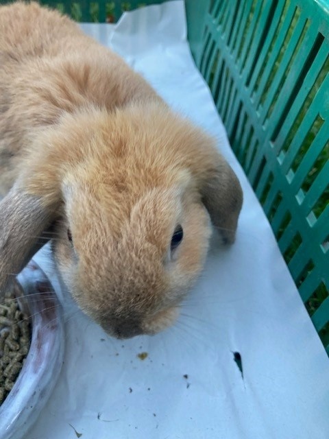 Zakrslý králík beran - mláďata