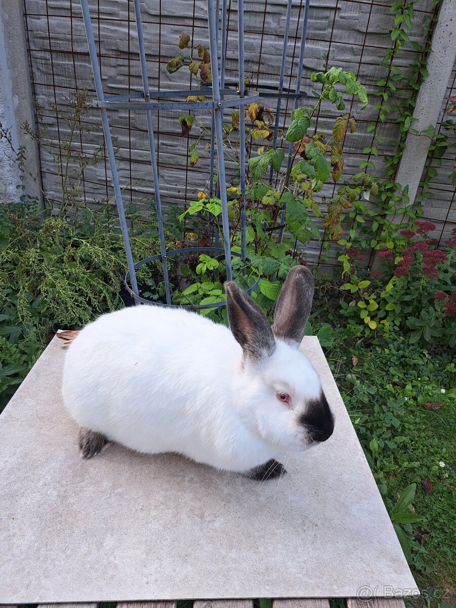 Kalifornský králík - samice