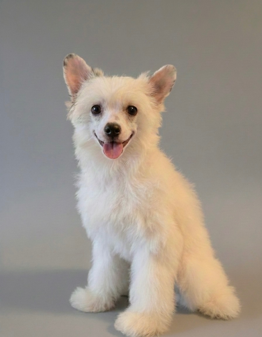 Čínsky chocholatý pes s PP -labutienka (osrstena varieta)