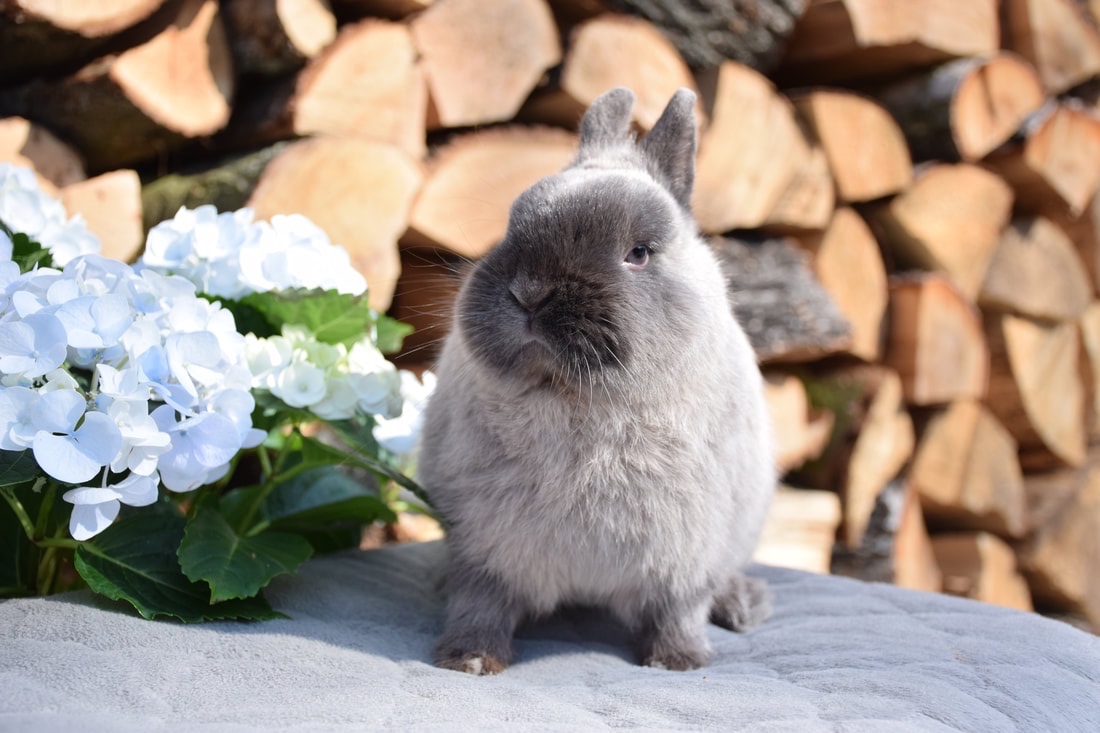 Daruji zakrslé králíčky