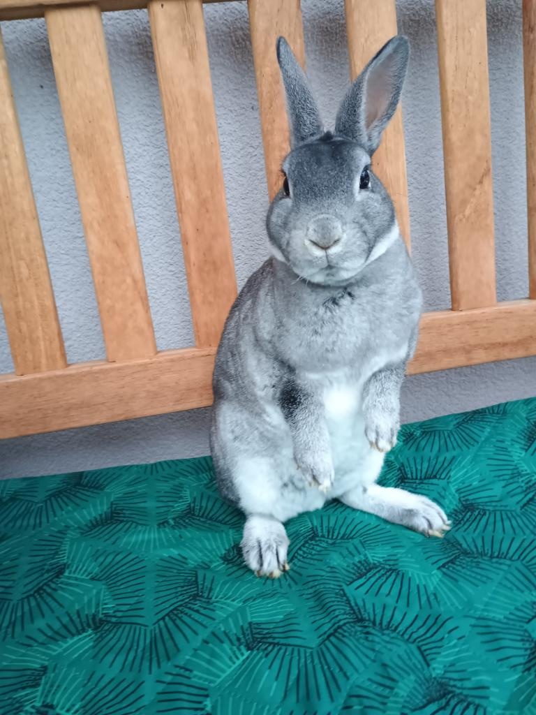 Zakrslý rex činčilový samičky s PP