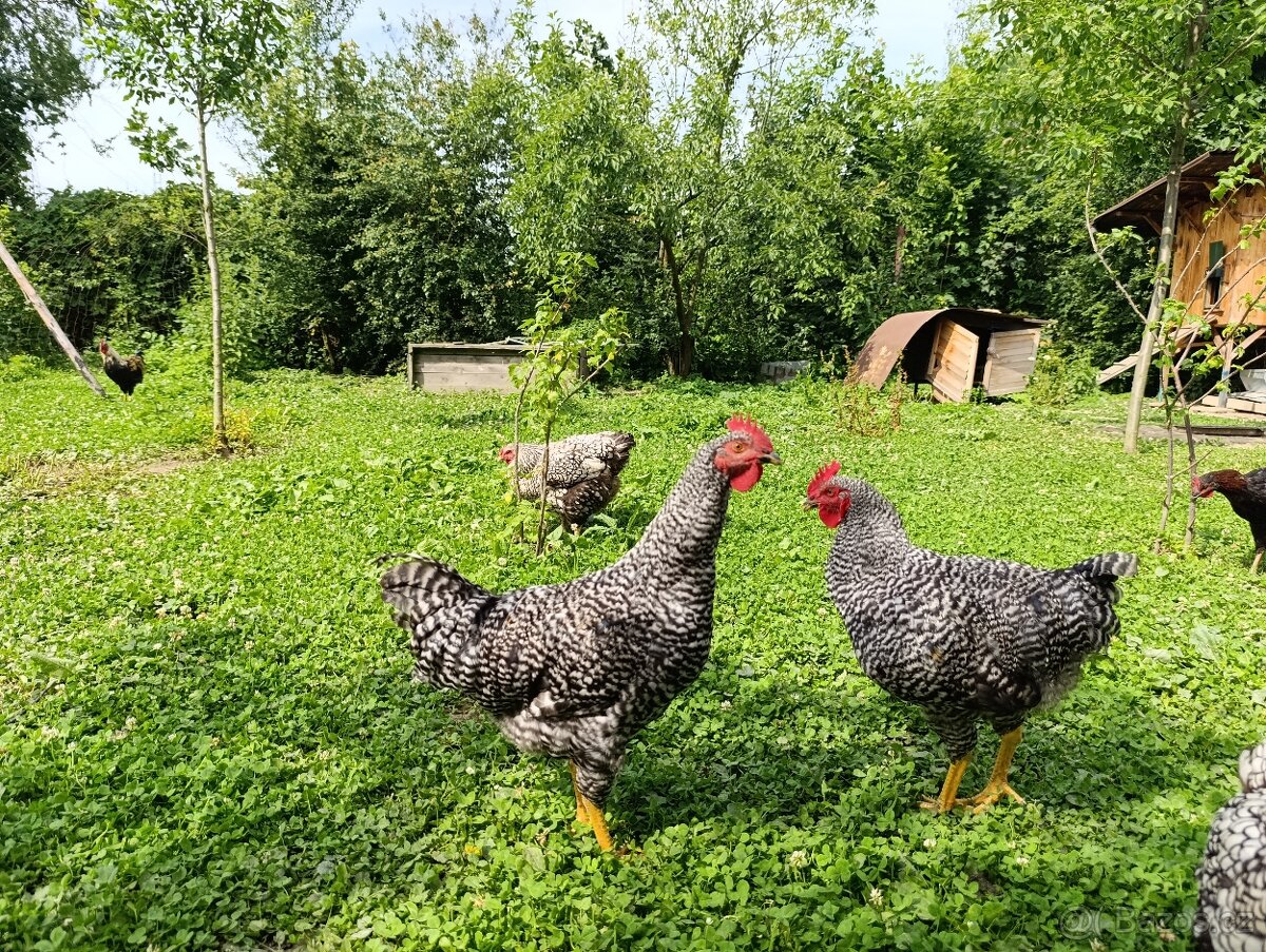 Kohout