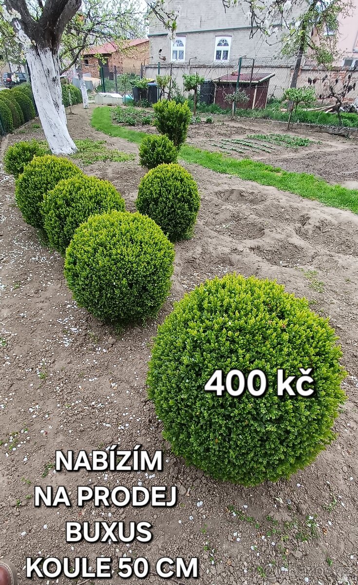 Buxus