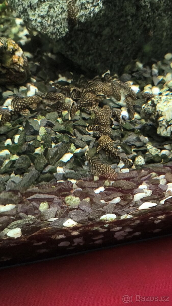 Ancistrus