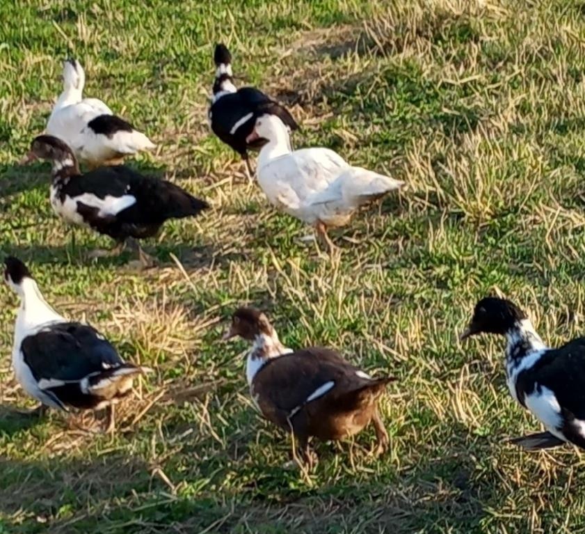 Kachna pižmová