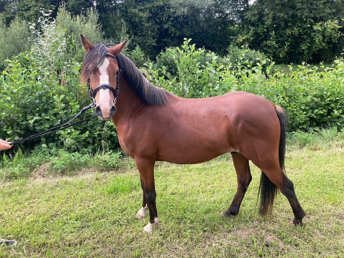 Pony valasek 3,5 roku
