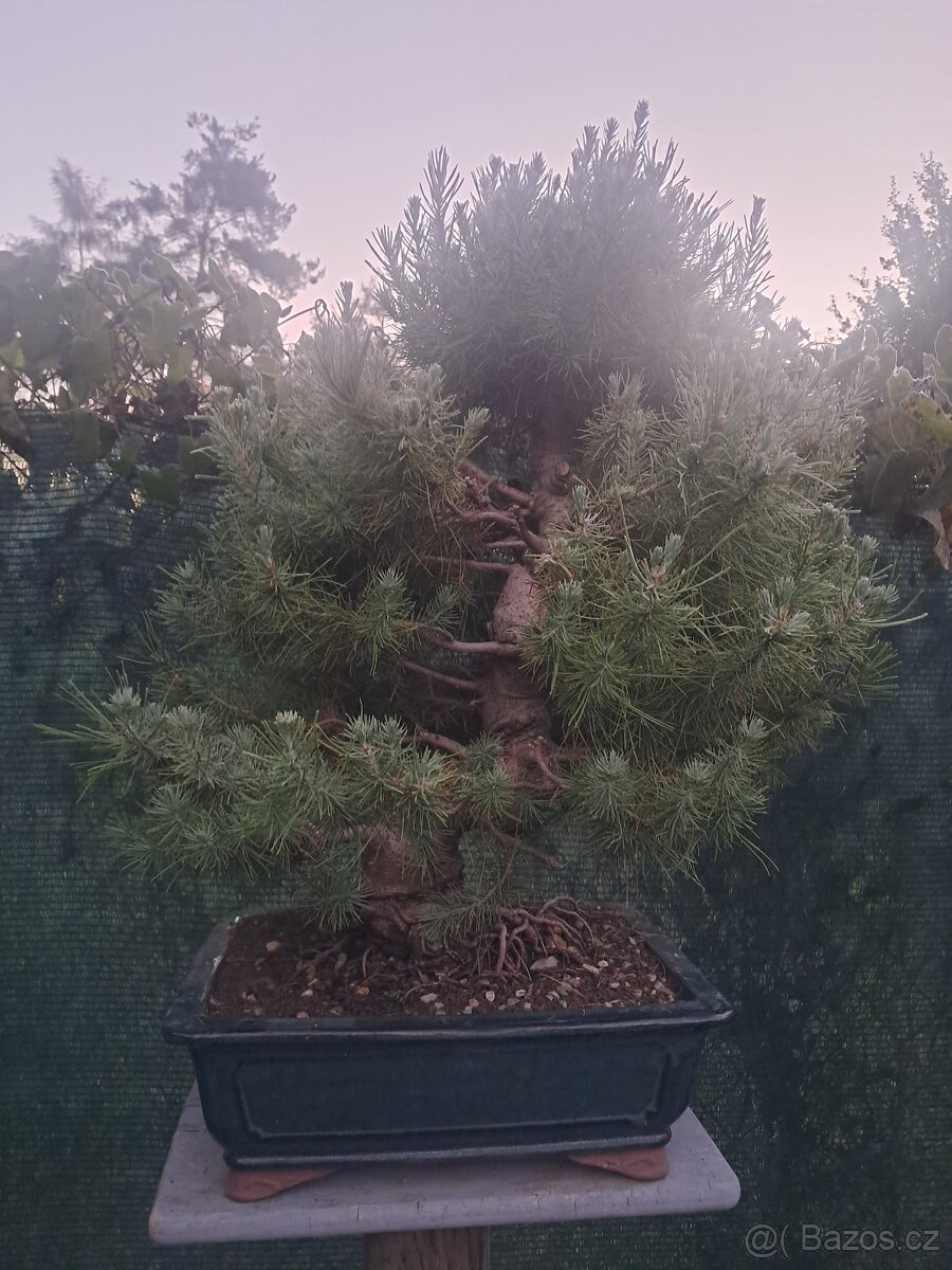Bonsaj bonsai Borovice