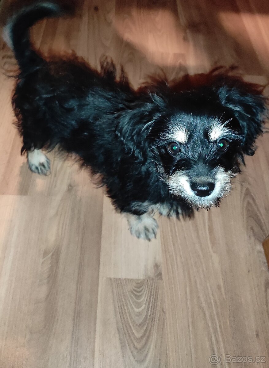 2 Měsíční štěňátko JackRussell křížený s Pudlem