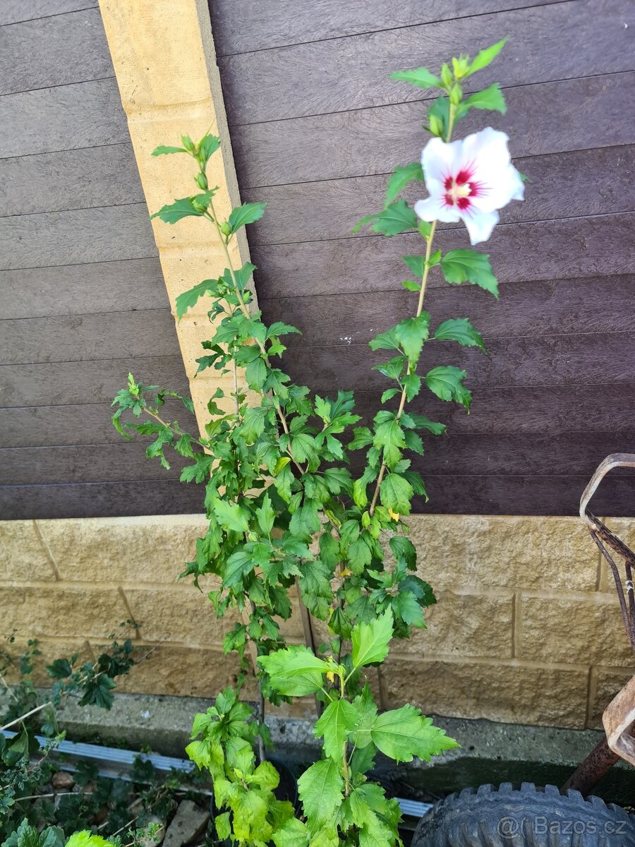 Ibišek syrský na kmínku