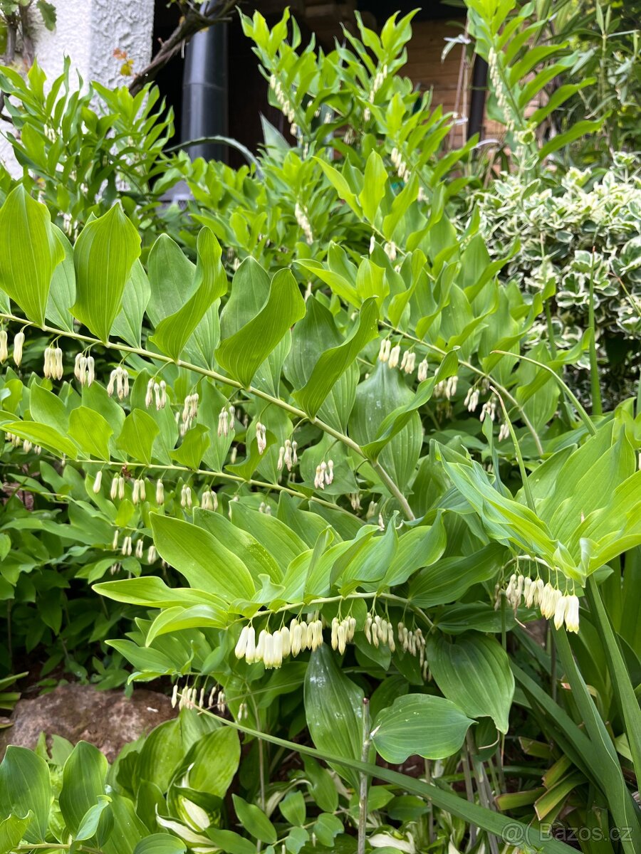 Kokořík mnohokvětý - trvalka