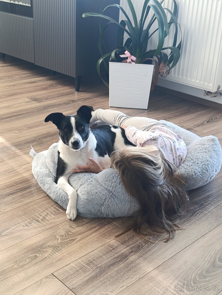 Daruji fenku Jack rusel