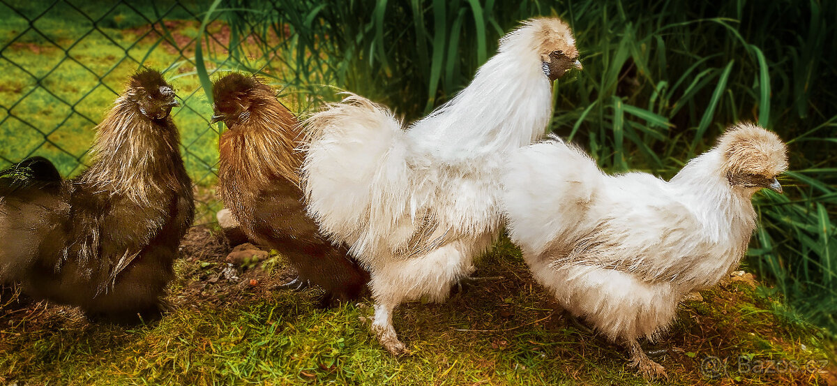 Hedvábnička Zdrobnělá