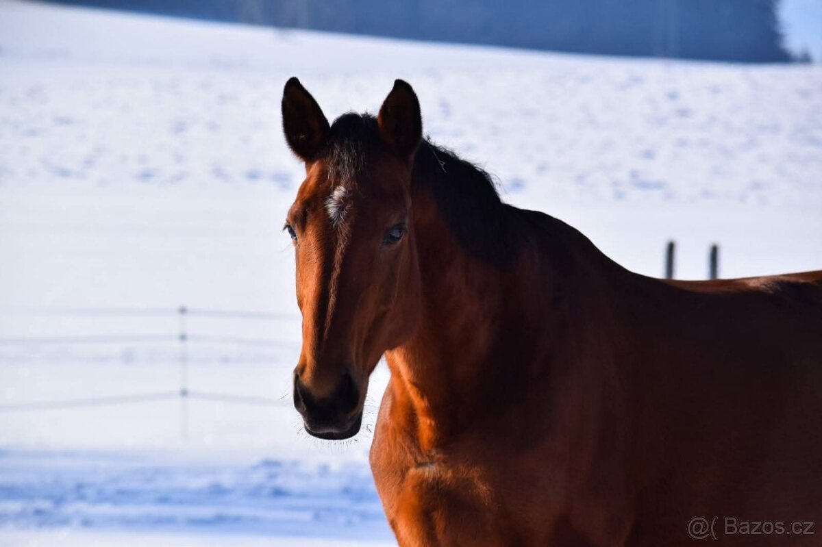 Prodám klisnu CS 15 let