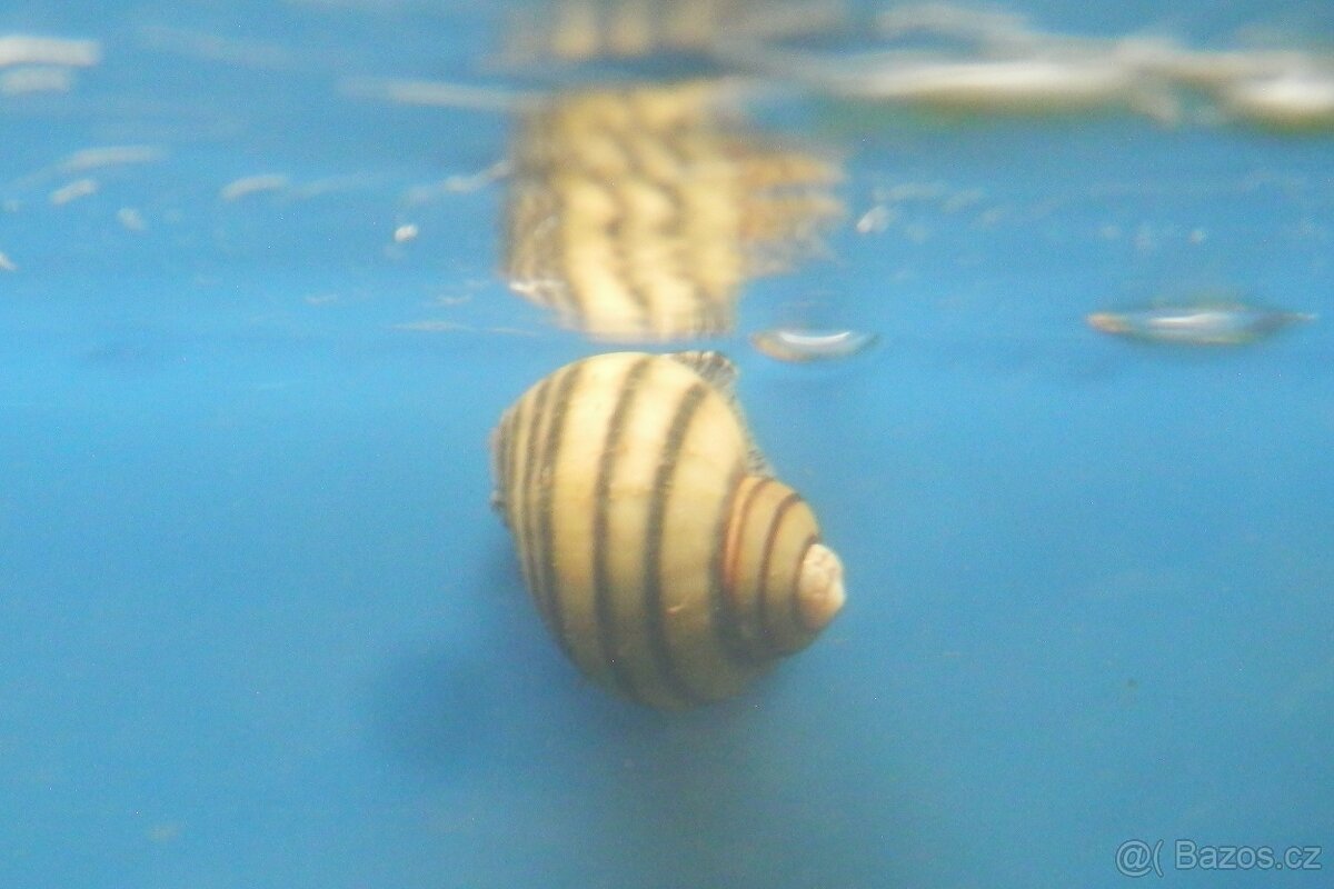 Mini ampulárie spirálová - Asolene spixi