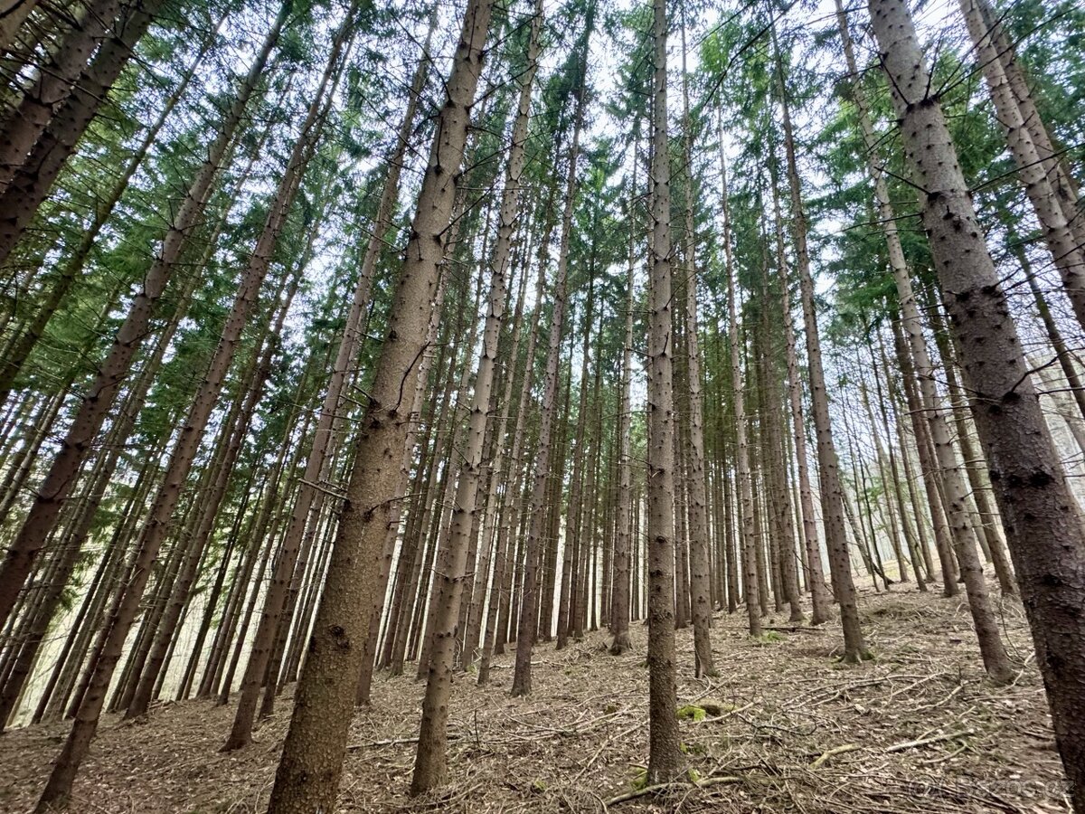 Prodej, pozemek, 2 948 m, 61, Pozděchov, Česko