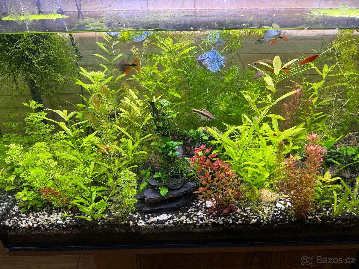 Akvarijní rostliny