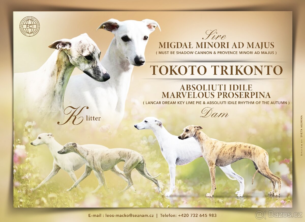 Vipet/whippet s PP