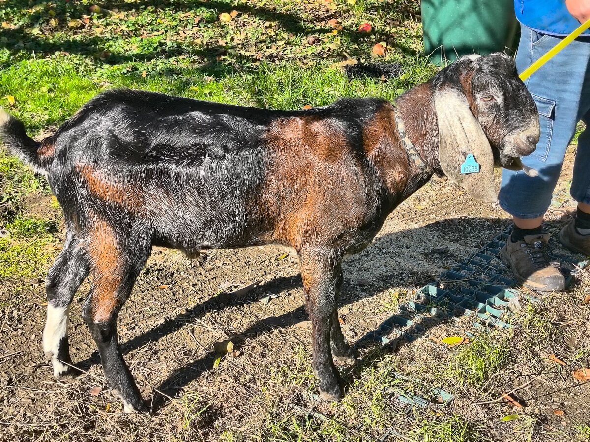 100% AN kozel s PoP - původ ER, exterier ER
