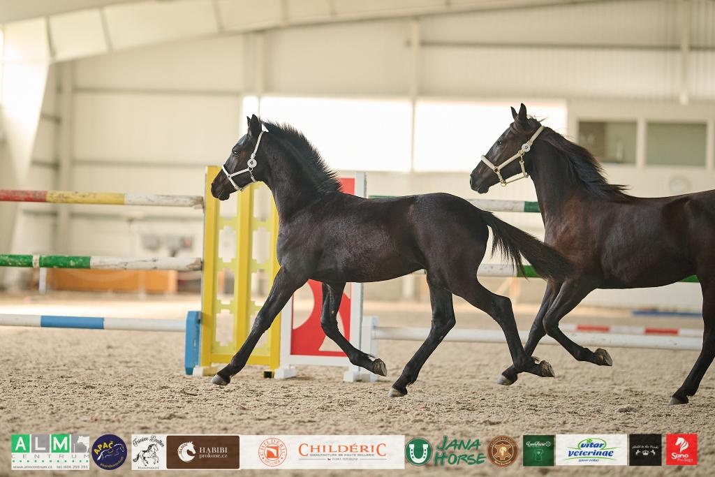 Černý hřebec BP 1.prémie