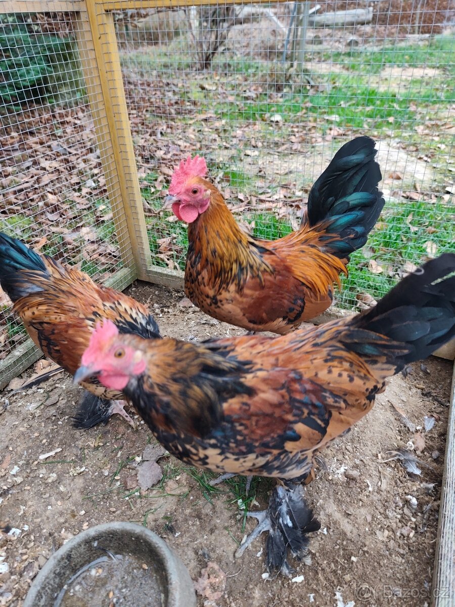 Kohouti zakrslá rousná