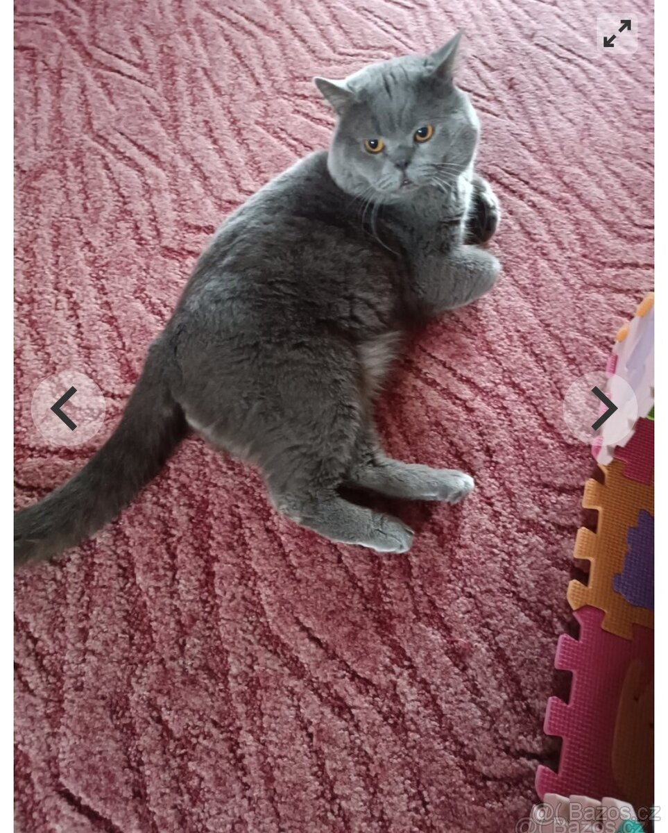 Britský kocour ke krytí