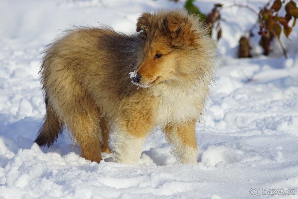KOLIE DLOUHOSRSTA ZLATA
