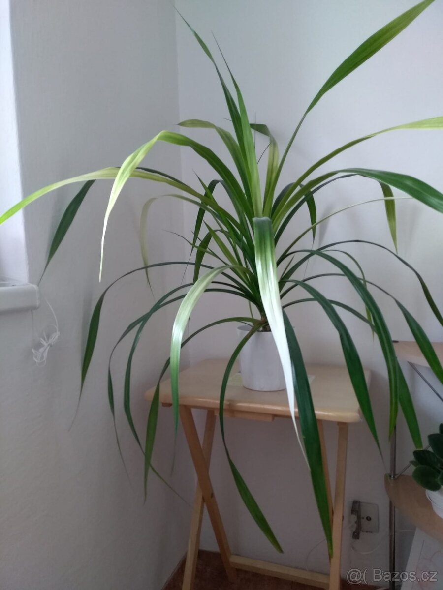 pokojová rostlina