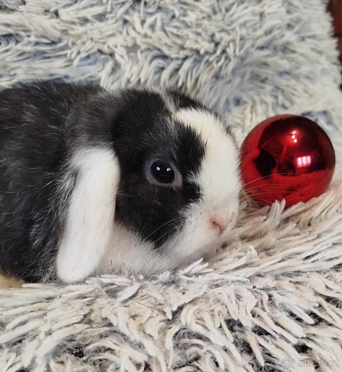 Minilop - anglický zakrslý beránek s VP