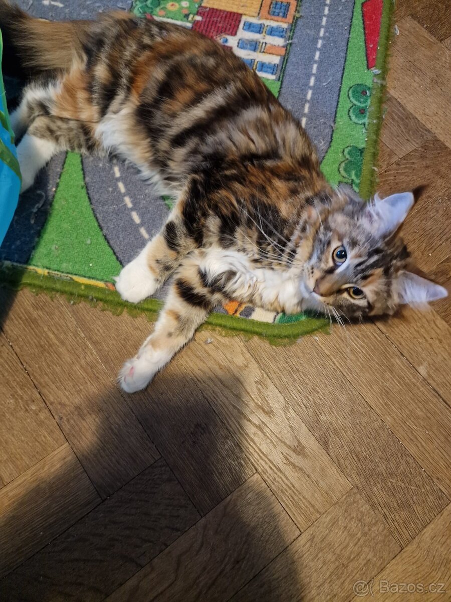 Mainská mývalí bez PP